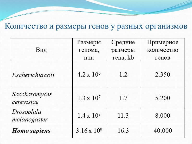 Количество и размеры генов у разных организмов